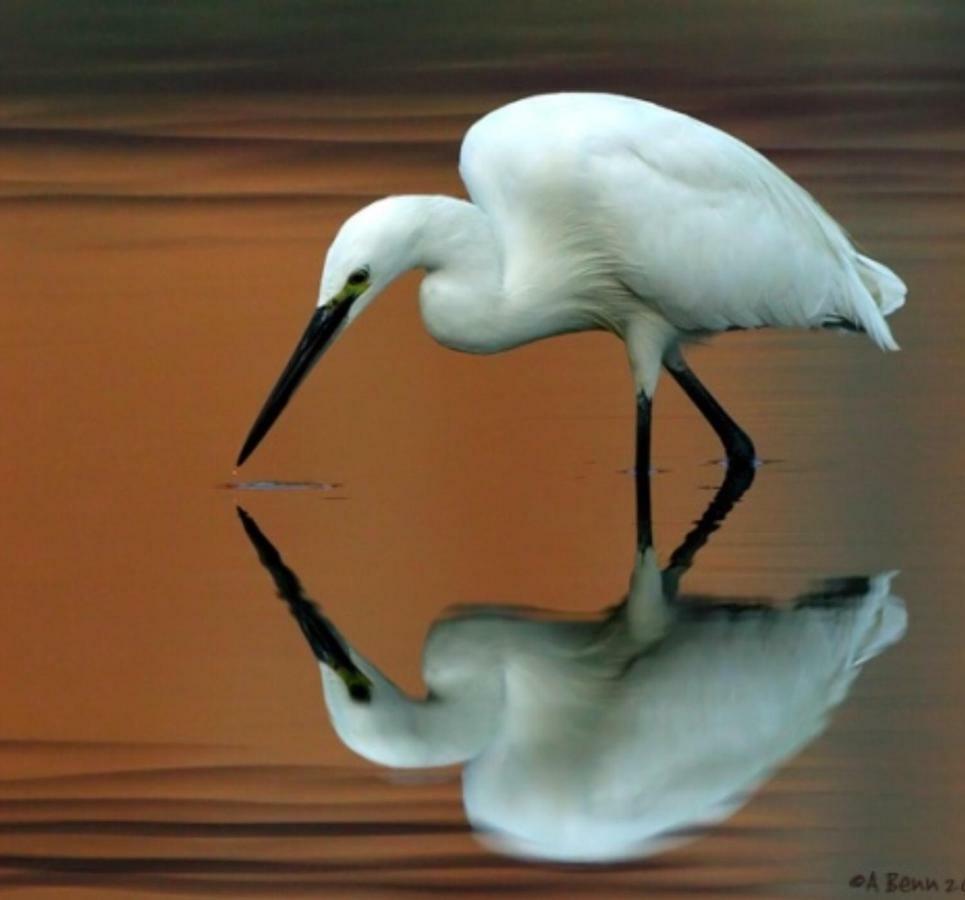 Вілла Egrets Rest Дейнтрі Екстер'єр фото